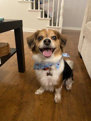 Cooper post haircut :)