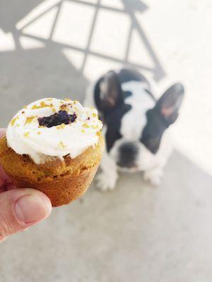 Pumpkin mini cupcake. Theodore approves!