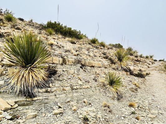 Smith Springs Trail