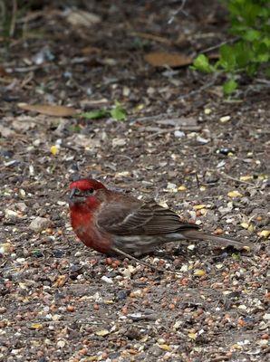 Male House Finch