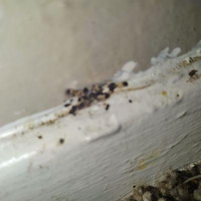 Black mold on the baseboards