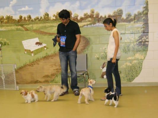 Bella, Ally, Bowser and Banshee get some play time in class.