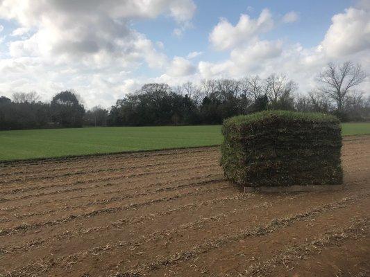 Fresh Pallet of Centipede Sod in the Field