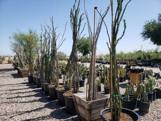 Ocotillo