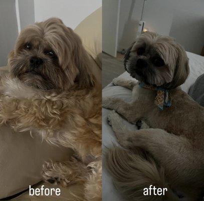 NamasteGrand PetStylists