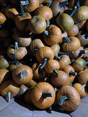 Pumpkins planted by hand and maintained by battling the weeds, weather and making sure we have honey bees! Pollination is the key to growing