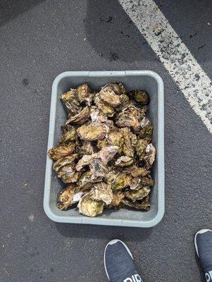 Netarts Bay Oysters Available