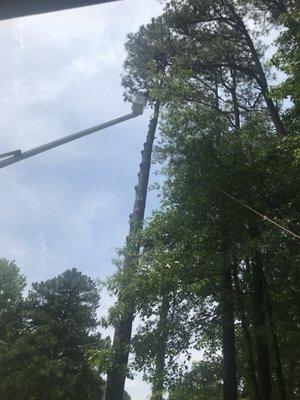 40'+ Tree Removal