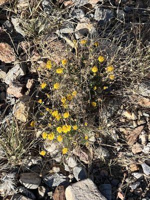 Flowers in November!