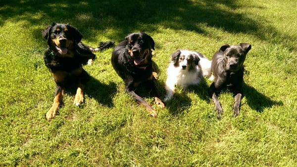 Boot Camp dog Murphy (far left) with Heather's dogs Apollo, Ryder & Bay.