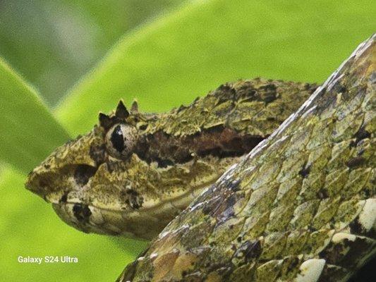 Eyelash Viper. 5th most venomous snake in the world.