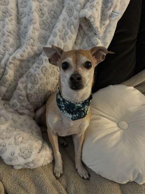 Post grooming happy pup!