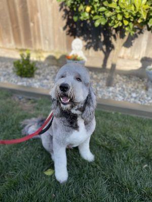 Full Dog Groom (Includes Haircut)