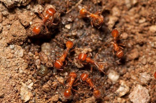 Ant Removal Scottsdale