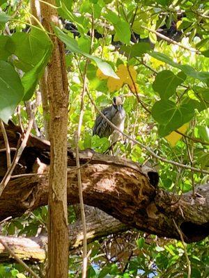 Yellow crowned night heron