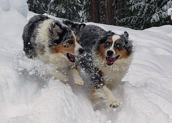 Emma and Buddy play hard, and hen they get dirty the go to Tractor Supply in Creswell.