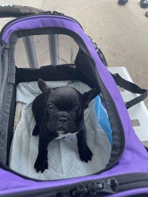 Frenchie baby flown to Kansas with Pet Nanny Kris!