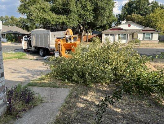 Austin Tree Patrol Services