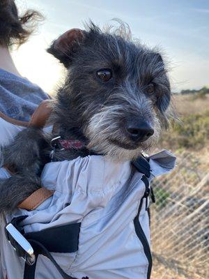 She had a very enjoyable bike ride in her k9 sport sack!