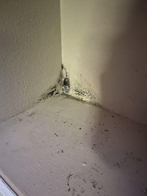 Black mold growing after a hot water heater failure was never cleaned up by maintenance. Common issue.