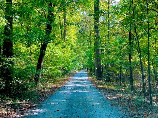 The long driveway into Poplar Forest