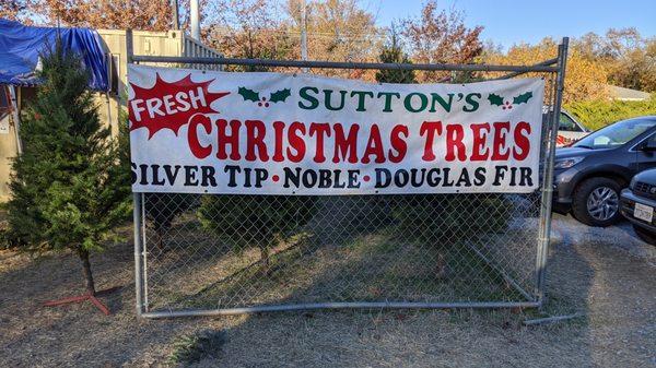 Sutton's Christmas Trees