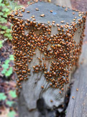 That is a lot of lady bugs.