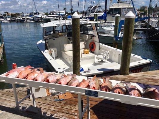 Limited out on groupers