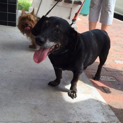 Friendly pups as we were exiting store!