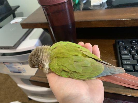 Harold sleeping on my hand