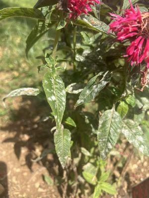 Bee balm