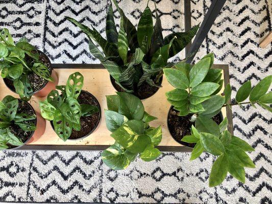 Plant lovers rejoice!