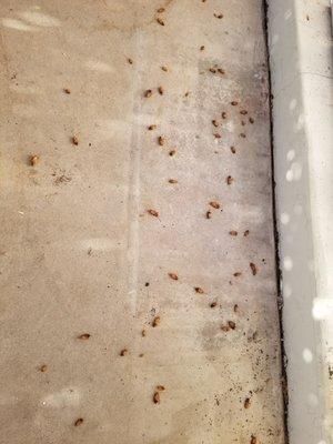 The aftermath of our exterminator visit yesterday.   Great job!