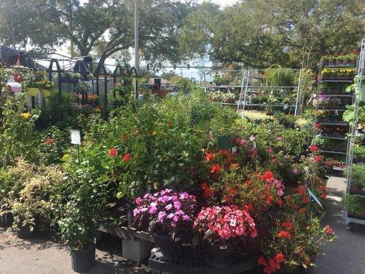 Beautiful flowers and plants in garden center