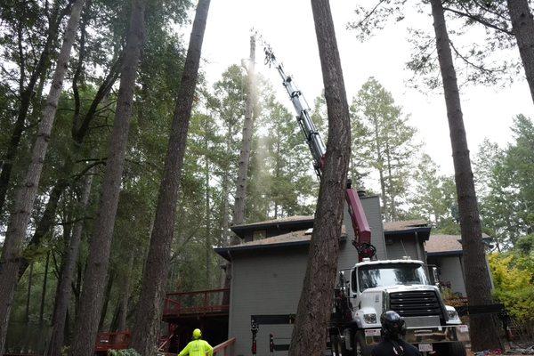 Removing large pine with Crane