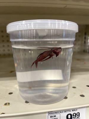 Dead betta fish.