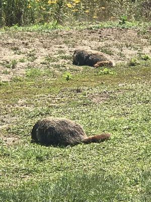 Ground hogs