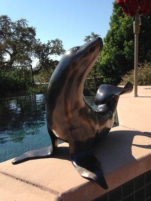 Harbor Seal