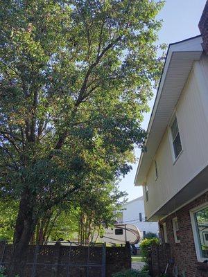 Bradford pear on the house.