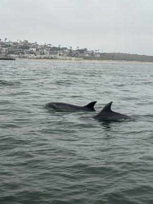 Found some dolphins off of Marina Del Rey