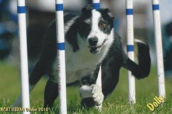 Agility Training