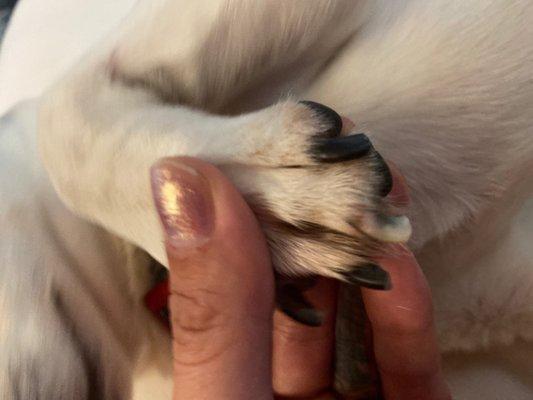 His nails were so long now they are much better thanks to Bark Avenue