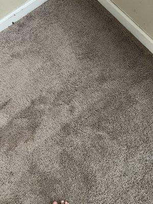 Carpet ripping up