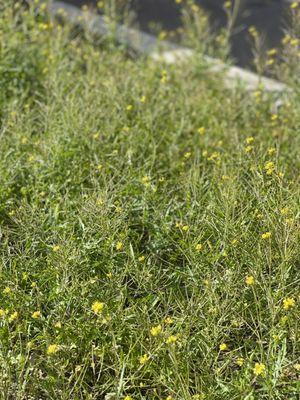 Wildflowers