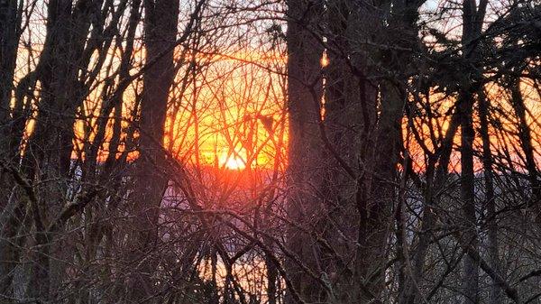 Sunset through the trees