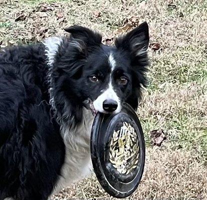 He loves his frisbee, and I love teaching dogs to have fun as they play while learning!