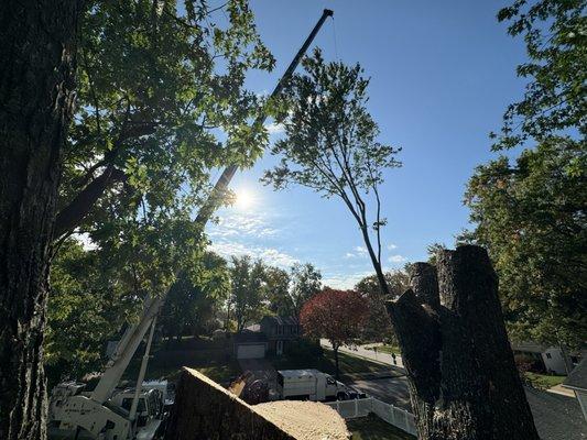 Using a 60 ton crane to remove a Silver Maple!