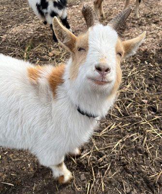 Jersey one of our Nigerian dwarf goats