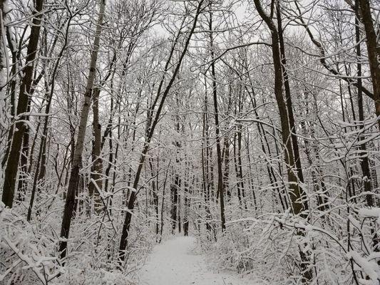 Snowy woods