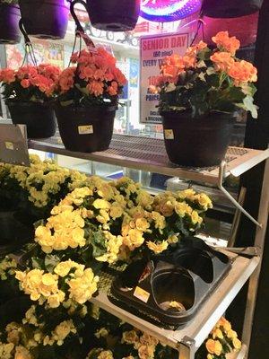 Great selection of hanging baskets- only $14.99!